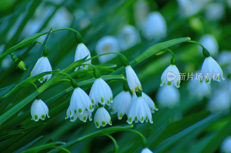 卢科琼弗纳姆 / 雪花